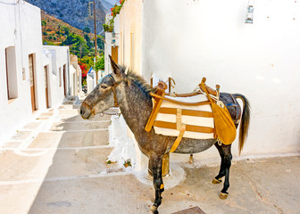 Typical  narrow road with a mule in Amorgos island in Greece