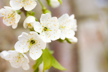 Beautiful fruit blossom, outdoors