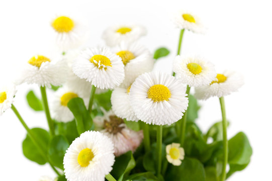 margheritine