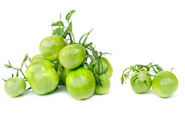 Branch of green tomatoes