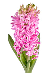 Flowering hyacinth