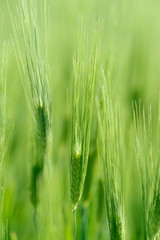 closeup of green cereal field