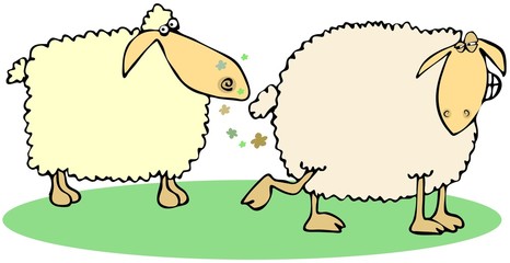 Sheep farts