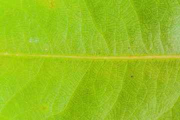 Green leaf