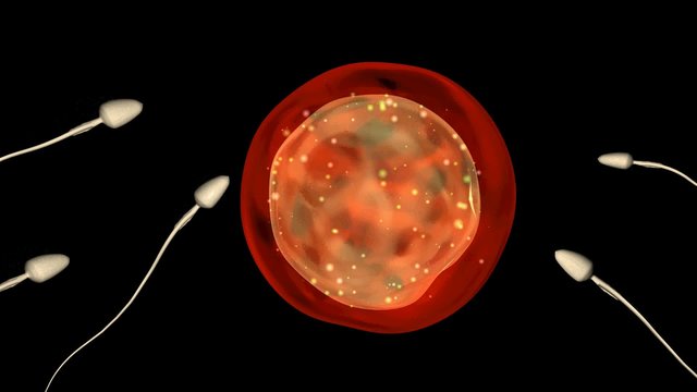 Process of fertilization