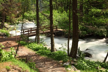 pont en forêt
