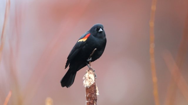 The Red-winged Blackbird (Agelaius phoeniceus) male singing 