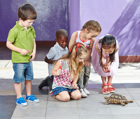 Kinder im Streichelzoo schauen Schildkröte an