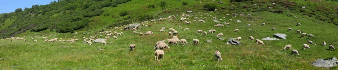 Naklejka na ściany i meble panoramique moutons