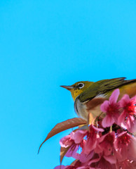 white-eye bird on twig of pink cherry blossom (sakura) 