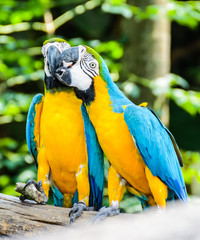 Best of kissing sweet macaw, blue-winged macaw