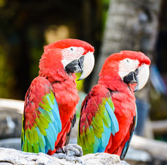 Couple of Red and green macaw