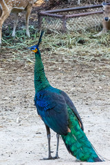 Obraz premium beautiful peacock