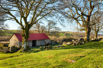 Fototapeta premium Emsworthy on Dartmoor