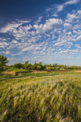 Meadow with green grass and blue sky