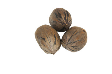 Three Newly Harvested Mottled Brown Pecan Nuts
