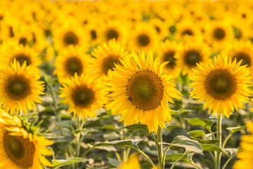 sunflowers