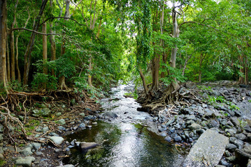Obraz premium Tropical jungles of Mauritius island