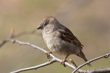 Obraz premium portrait of a sparrow