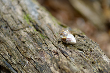 Seashell on a wooden background