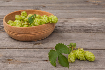 Harvest of hops