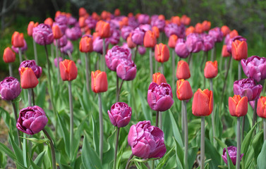 garden with blooming tulips