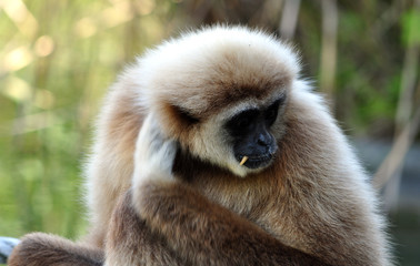 Monkey - Gibbon
