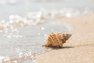 Shell on a sandy beach.