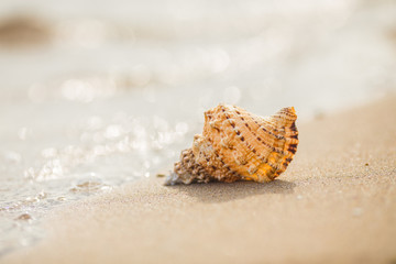 Shell on a sandy beach.