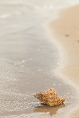 Shell on a sandy beach.