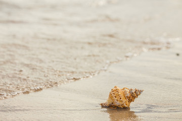 Shell on a sandy beach.