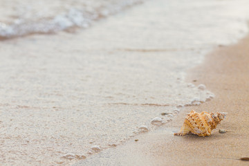 Shell on a sandy beach.