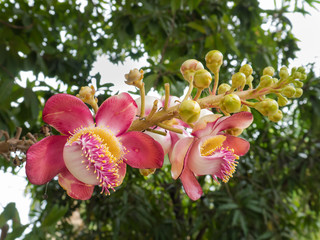 Closeup of Cannonball flower