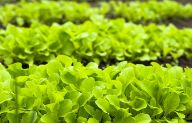 Young Green Lettuce Salad in Greenhouse