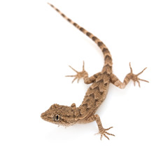 brown spotted gecko reptile isolated on white, view from above