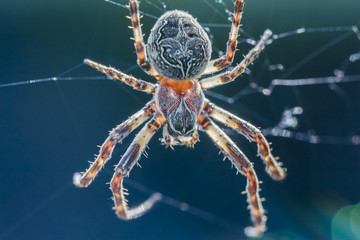 Macro image of a big spider in its spider webs.