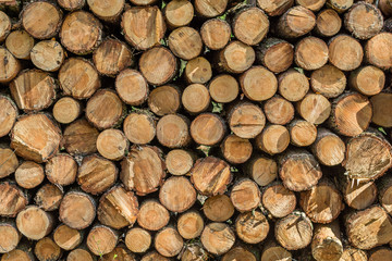 Stack of logs