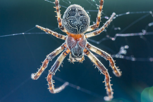 Macro image of a big spider in its spider webs.