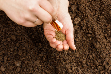 Naklejka premium Sowing organic carrots