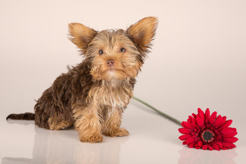 Yorkshire Terrier puppy standing in studio looking inquisitive p