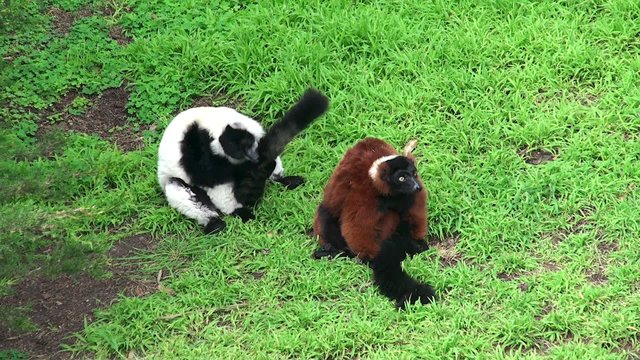 Red ruffed lemur &  Black-and-white ruffed lemur.