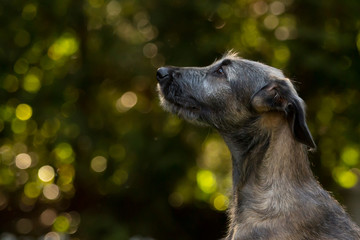 Junger Irischer Wolfshundim Profil