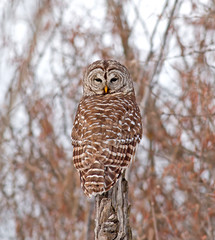 Barred Owl