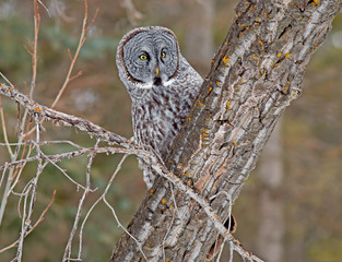 Great Grey Owl