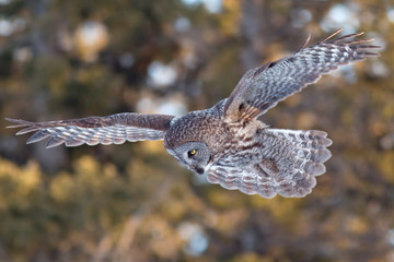 Great Grey Owl