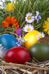  Easter eggs in the grass and flowers