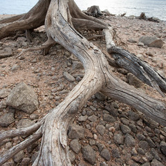 Fototapeta na wymiar dead roots of tree