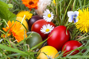  Easter eggs in the grass and flowers