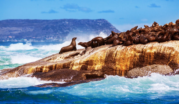 Fototapeta Wild South African seals