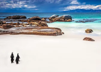 Keuken spatwand met foto Wild South African penguins © Anna Om